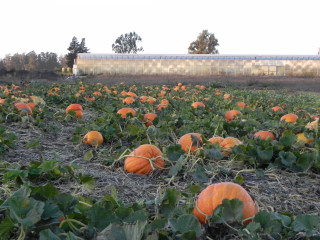 Nipomo Pumpkin Patch Field Picture